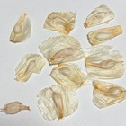 Welwitschia Mirabilis - Fresh   Rare  2026seeds5 20 50 100pcs