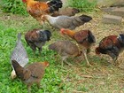 5 Rare Laughing Chicken     Ketawa             Hatching Eggs Greenfire Farms Npip        