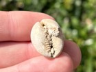 Fossil Cowrie Gastropod Cypraea Unknown Origin