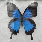 Papilio Ulysses Blue Butterfly Framed Specimen Display