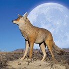Lone Howler Coyote Predator Decoy 1 Piece 7 Pounds Assembled