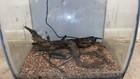 Fluval Flex 9 Gal  Aquarium Kit - 15004