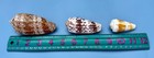 Predatory Cone Snails Conidae Shell Lot Of 3  C Geographus  Striatus  Magus