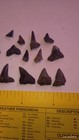 Lot Of 25 Tiny Sharp Ne Florida Shark Tooth Fossil Sharks Teeth Megalodon Era 