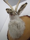 Snarling Fanged Jackalope With Certificate Of  authenticity 