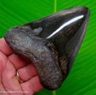 Megalodon Shark Tooth Real Fossil 4 29    Big No Restorations
