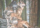 8  X 10  Matted 5  X 7  Print Of Pack Of Four Alert Wolves In Forest Area