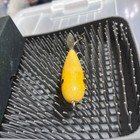 Fukuno Lure Shun Yellow Handmade Wood Topwater Fishing Lure New Japan