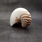 Natural Nautilus Seashell Nautilus Pompilius  1 Shell Approx  7 5  Inches 