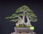Big Sale - Premna Microphylla Bonsai Medium Size -  Unique Specimen - Real Pict
