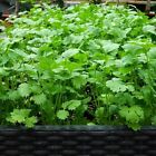 1000pcs Cilantro Seeds For Planting     Heirloom Coriander Herb For Outdoor Garden