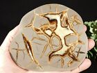 Larger  Polished Septarian Nodule Slab With A Lightning Like Pattern  Utah 357gr