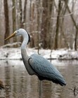 Flambeau Outdoors 5960cd Great Blue Heron Decoy  Includes Metal Stake - 1-pack