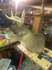Very Nice 8 Point Buck Taxidermy Mount Whitetail Deer