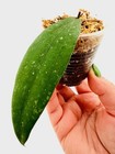 E1721 Very Rare Hoya Rindu Rafflesia Splash Rooted     
