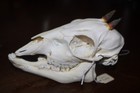 Common Bush Duiker Taxidermy Animal African Mammal Collect Education Model