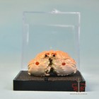 Crab Specimen Small Calappa Philargius  Museum-quality Taxidermy   Display Box