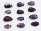 12 Small Purple Erones Shells  1 2  - 1    Beach Crafting Coastal Decorating