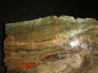 Rare Large Old Chromium Petrified Wood End Cut Zimbabwe Africa  6  1 2    Pounds
