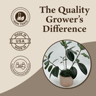 Preserved Spanish Moss - Premium Decorative Moss For Crafts  Home D  cor  Art  De