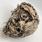 Real Hornet Nest Paper Wasp Beehive Decor Science School Taxidermy 9 X 7 X 6