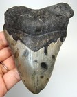 Megalodon Shark Tooth Real Fossil 4 10    - Shark Teeth No Restorations No Repairs