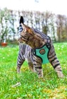 Reflective Kitten Harness And Leash Escape Proof With Car Seat Belt  Adjustable