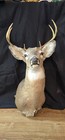 Whitetail Deer Taxidermy Shoulder Mount - 30 5  Tall - 16  Deep - 16 w Antler 
