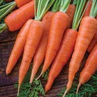 300 Danvers Carrot Seeds   Heirloomseedguy   2026   Non-gmo