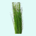    Hairgrass  eleocharis Vivipara  Rooted In 2  Pot Live Aquarium Plants  