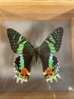 Framed Moth Urania Ripheus  Madagascar Real Butterfly Bug In A Glass Display Box