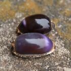 Large Purple Top Tiger Cowrie Natural Seashell Rare Real Beach Home Deco 3  In
