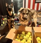 100 Used Tennis Balls For Dogs - Fast Shipping 
