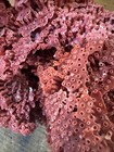 Natural Red Organ Pipe Coral Aquarium Nautical Coastal Decor Sea  6 X 5 X 4