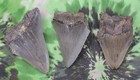 Megalodon Sharks Teeth 3 No Restorations Fossil Sharks Teeth Tooth