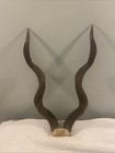 High Quality Horns  suspected Kudu  With Skull Cap 21   