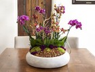 Supermoss Moss Mix 80 75 In3 Natural Dried Decorative Moss For Crafts And Decor