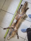 Garment Tanned Red Fox Pelt With Feet Claws  Thick Winter Fur  Nice Coloring