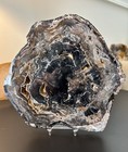 Madagascar Petrified Wood Mirror-polished Thick Slab  2 54 Lbs 