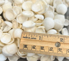 Vintage  1950 s lot Of Dyed White  Sea Shells 6  Oz For Crafts Or Coastal Decor