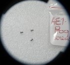   Genuine   Canon Ae-1 Program Camera Bottom Base Plate Screws   3  Screws  