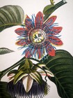 1831 turpin Set -2- Original Eng  Fine Antique Watercolouring Passion Flower Xwd