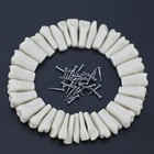 Us Dental Typodont Replacement Teeth 32pcs Screw-in Fit Columbia 860 Dentoform