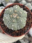 Astrophytum Kikko Seedgrown   Live Cactus   Rare Astrophytum