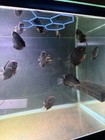 High Quality Green   Turquoise Severum Cichlid   3   -4      Pack Of 2