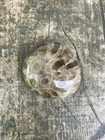 2 4oz Beautiful Full Polished Petoskey Stone Fossil Lake Michigan Coral Dark Eye