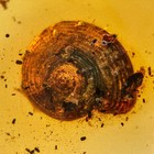 Huge Snail In Burmese   Burmite Amber Fossil   100  Genuine Amber 