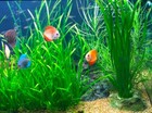 6 Plants Jungle Vals  Vallisneria Live Freshwater Aquarium Plants Beginner Tank