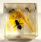 40mm Real Honey Bee In Nature In Clear Lucite Resin Diorama Paperweight Display
