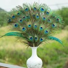 Natural Long Peacock Feathers 10-12    Long  Pre-steamed Fea V9t08